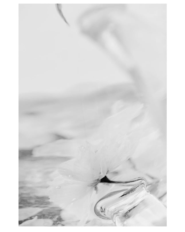 White Sakura Flower Poster