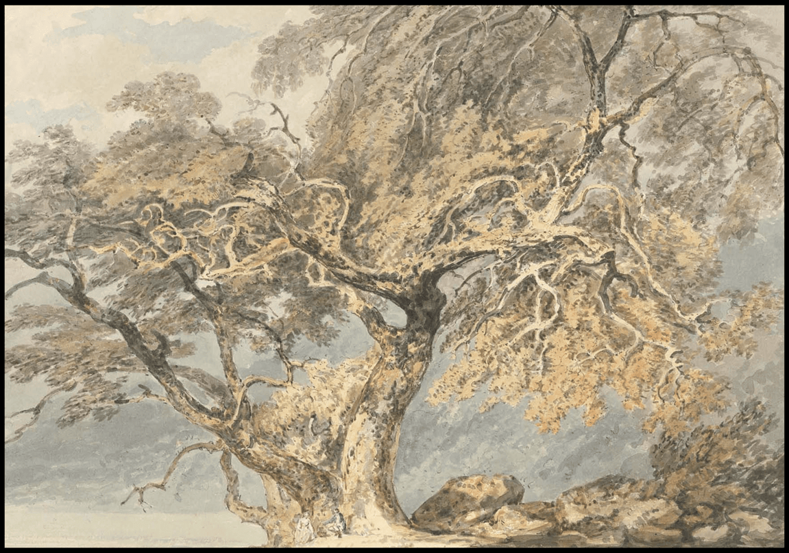 William Turner - A Great Tree