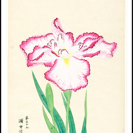Flower in the Wine Cup