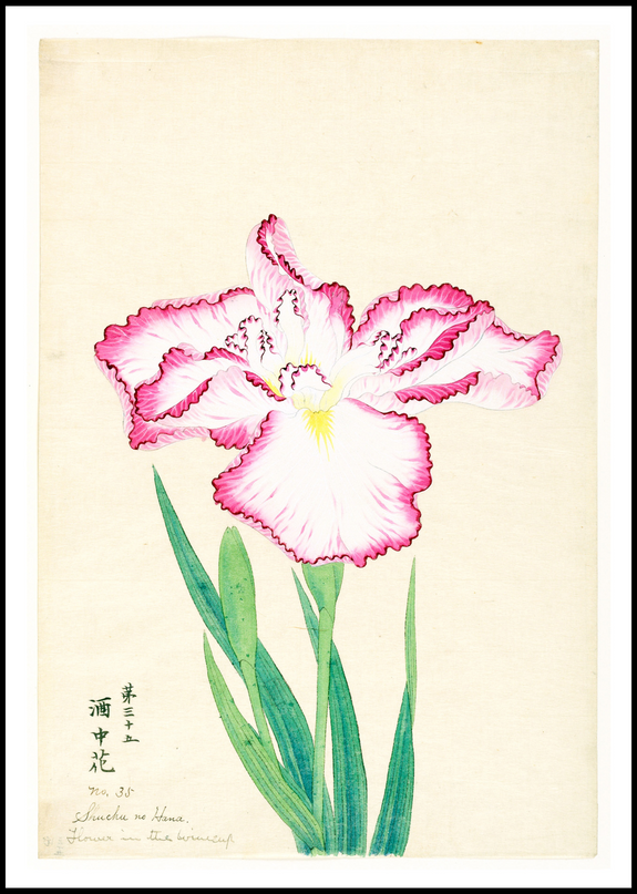 Flower in the Wine Cup
