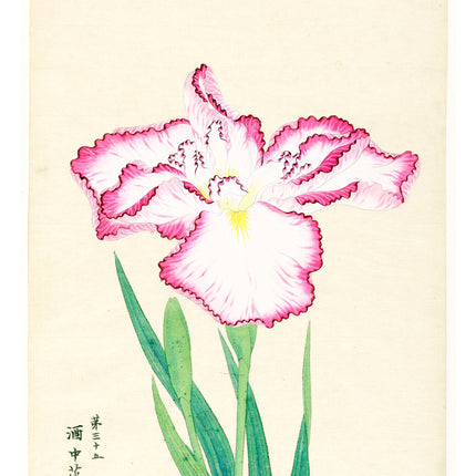 Flower in the Wine Cup