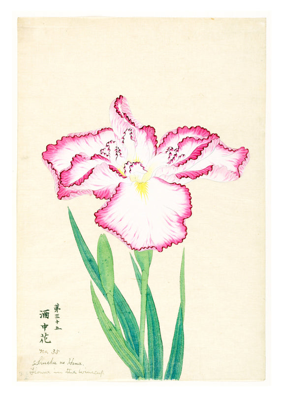 Flower in the Wine Cup