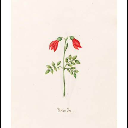 Magdelena Rosina Funck - Indian "Bon"