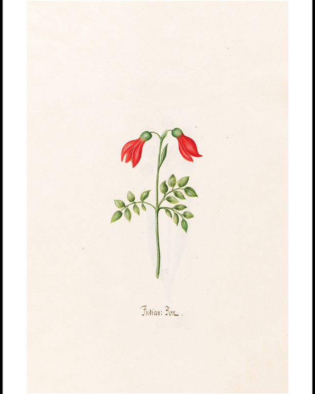 Magdelena Rosina Funck - Indian "Bon"