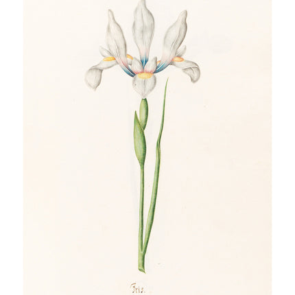 Magdelena Rosina Funck - Iris