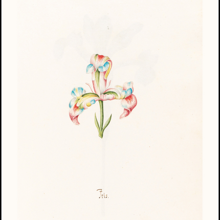Magdelena Rosina Funck - Iris N.2