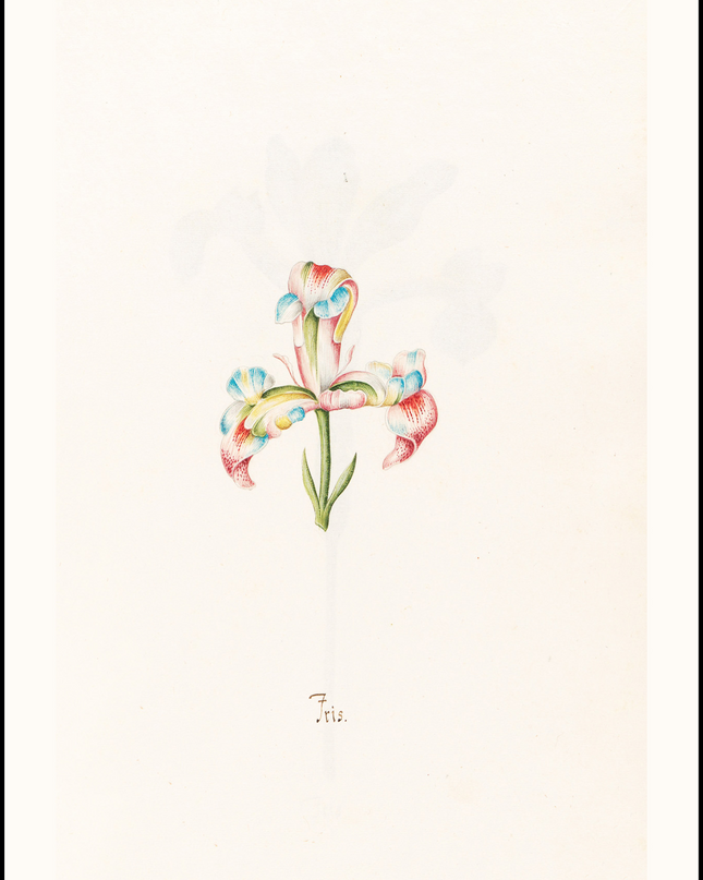 Magdelena Rosina Funck - Iris N.2