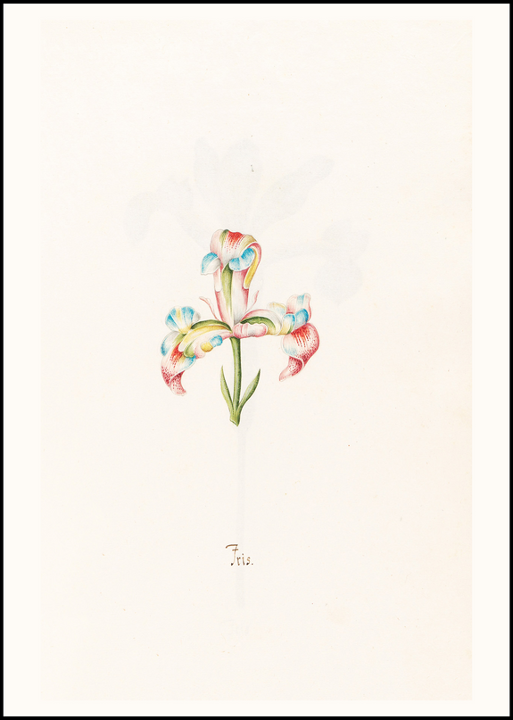 Magdelena Rosina Funck - Iris N.2
