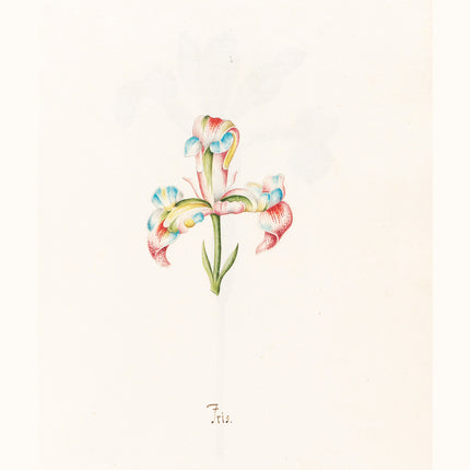 Magdelena Rosina Funck - Iris N.2