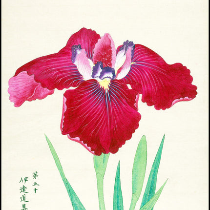 King of Iris