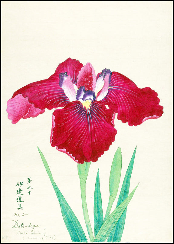 King of Iris