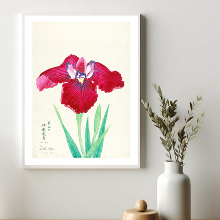 King of Iris