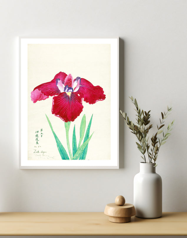 King of Iris