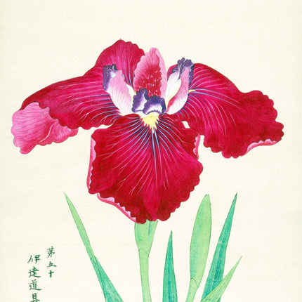King of Iris